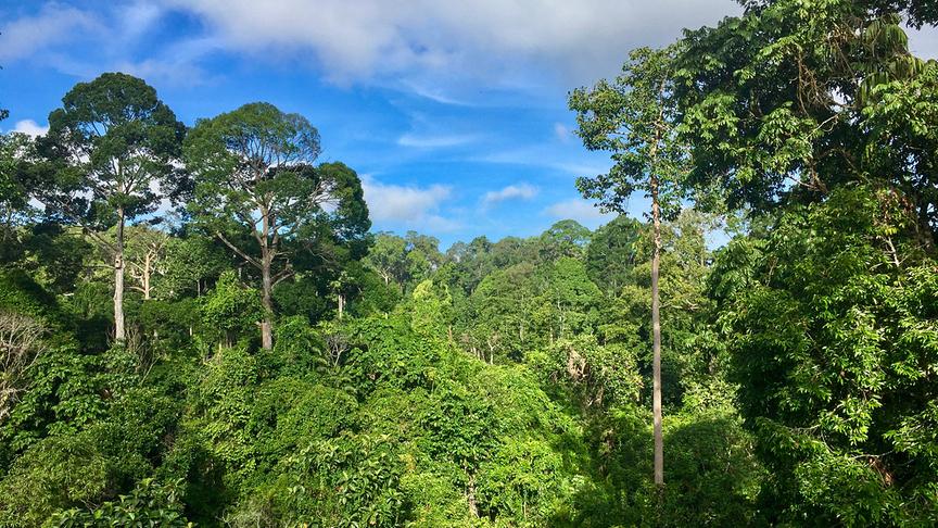 Im Bild: Die Dschungel Borneos sind die ältesten und artenreichsten tropischen Regenwälder überhaupt. Die Bäume darin sind teilweise Hochhaus hoch.