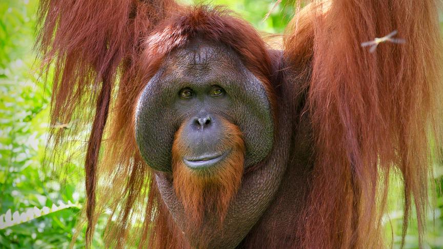 Im Bild: Ein ausgewachsenes Orang-Utan Männchen mit ausgeprägten Wangenwülsten und einen großen Kehlsack. Damit ist er in den Augen der Weibchen besonders attraktiv.