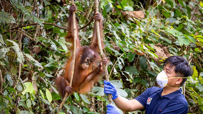 Im Bild: Die kleine Orang-Utan Dame Addy ist ein Waisenkind. Im „Sepilok Orang-Utan Rehabilitation Centre“ im malaysischen Bundesstaat Sabah wächst sie nun auf.