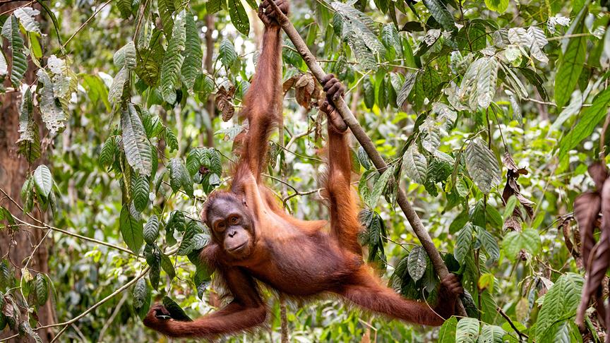 Im Bild: Orang-Utans werden als „vom Aussterben bedroht“ eingestuft. Vor allem der Lebensraumverlust bedroht die Tiere, da es kaum noch ursprüngliche Urwälder gibt.