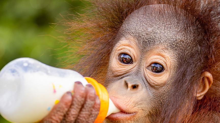 Im Bild: Die kleine Orang-Utan Dame Addy ist ein Waisenkind. Im „Sepilok Orang-Utan Rehabilitation Centre“ im malaysischen Bundesstaat Sabah wächst sie nun auf.