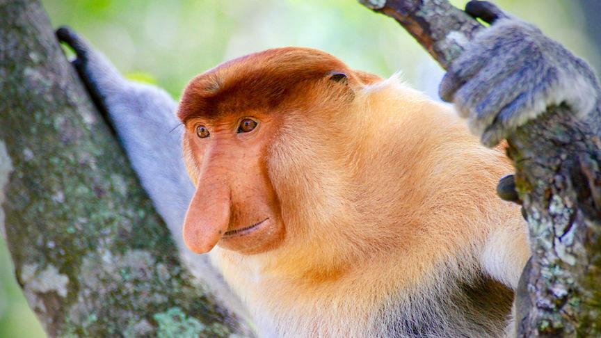 Im Bild: Freilebende Nasenaffen gibt es nur auf Borneo. Sie sind exzellente Springer und Kletterer und kommen an Flussufern und in Mangrovenwäldern vor.