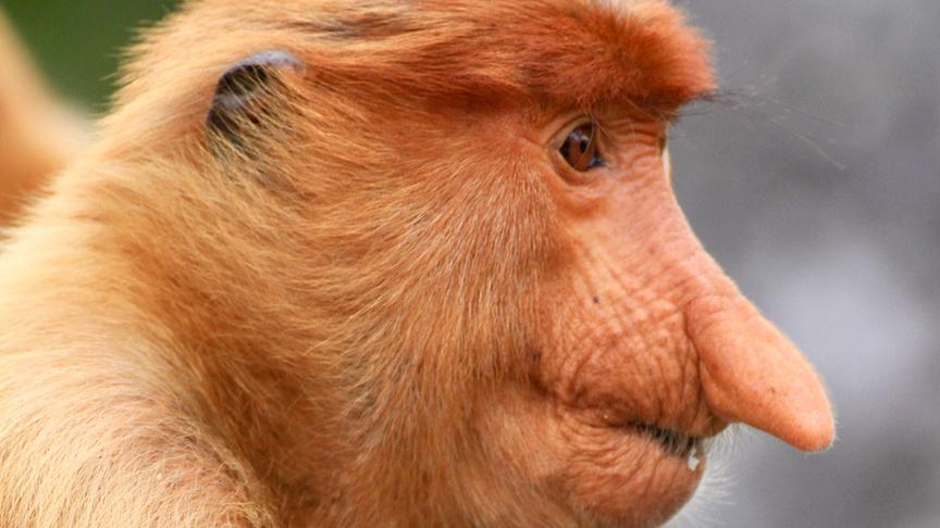 Im Bild: Im Gegensatz zu Orang-Utans sind Nasenaffen sehr soziale Tiere und leben in Gruppen von bis zu dreißig Tieren.