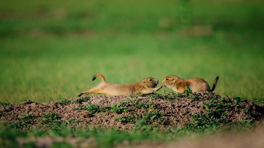 Im Bild: Präriehunde.