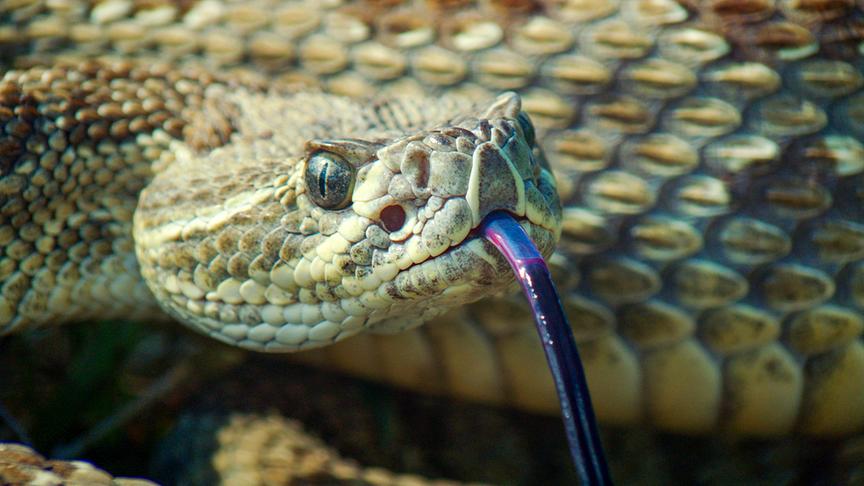 Im Bild: Klapperschlange.