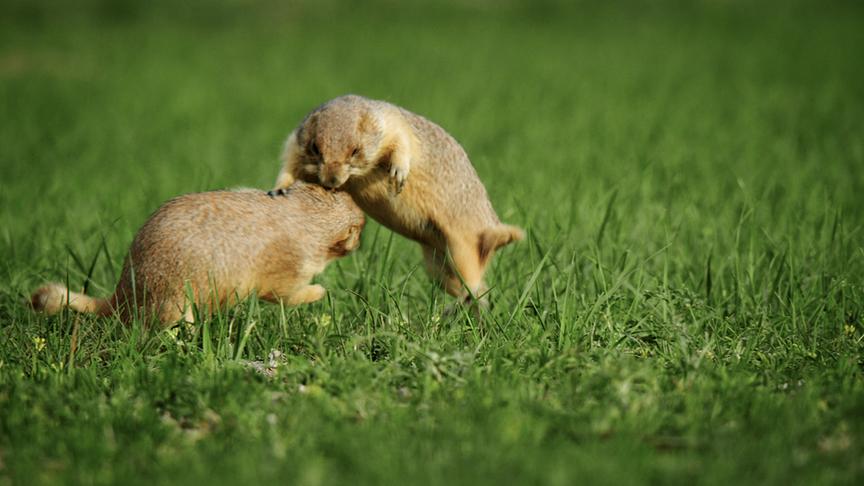 Im Bild: Präriehunde.