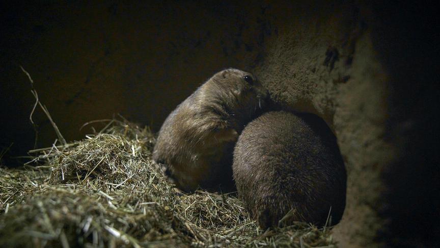 Im Bild: Präriehunde.