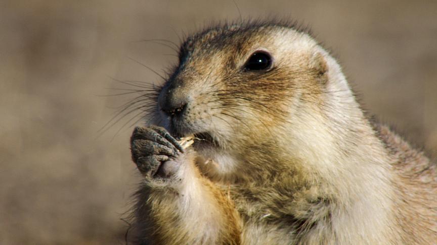 Im Bild: Präriehund.