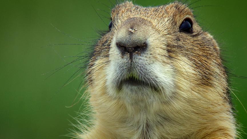 Im Bild: Präriehund.