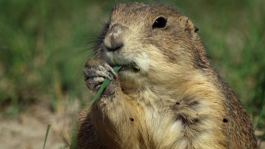Im Bild: Präriehund.