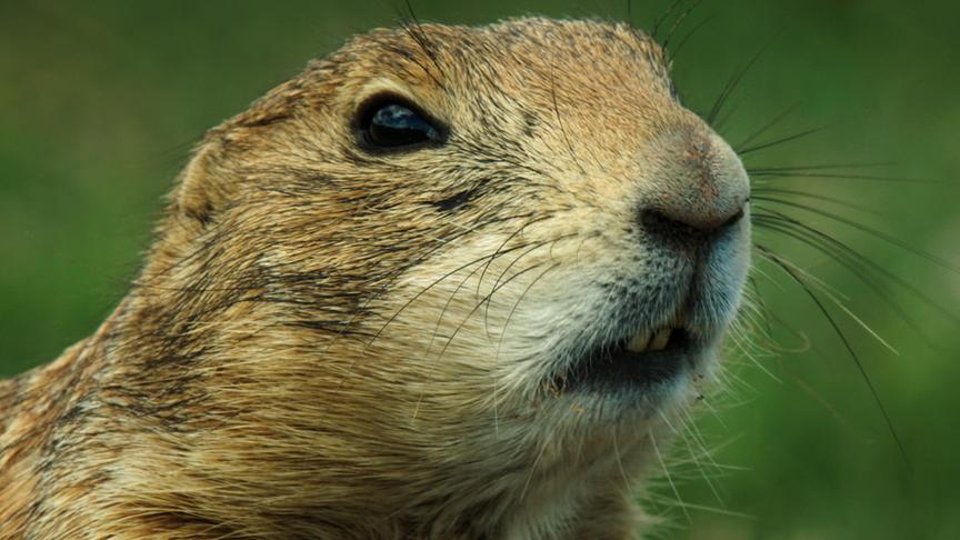 Im Bild: Präriehund.
