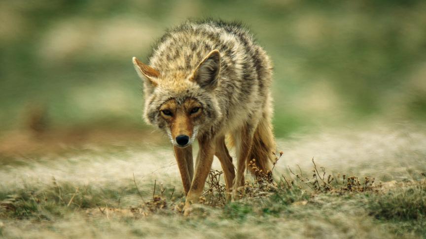 Im Bild: Kojote.