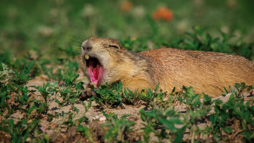 Im Bild: Präriehund.
