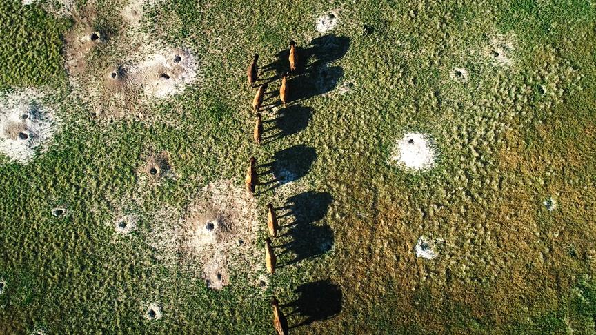 Im Bild: Bisons in den Badlands von South Dakota.