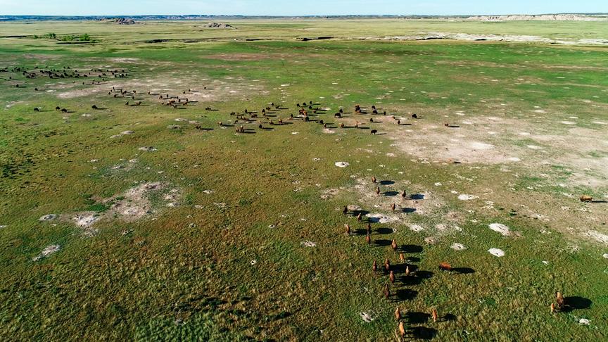 Im Bild: Bisons in den Badlands von South Dakota.