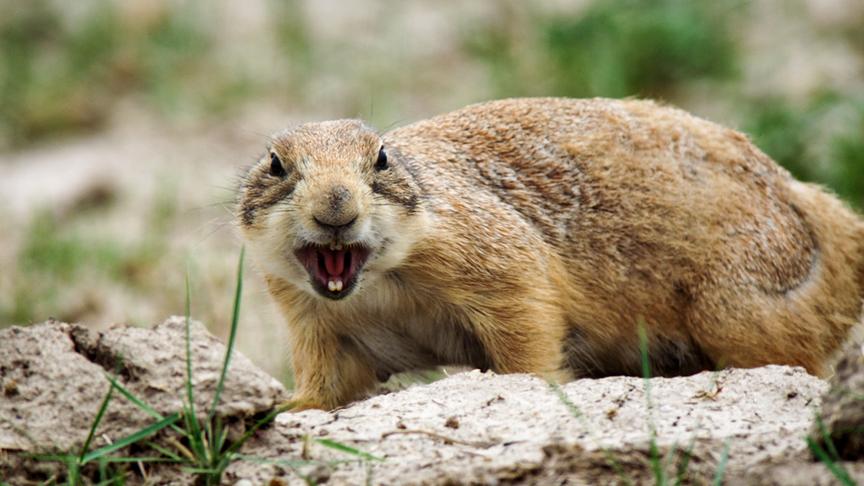 Im Bild: Präriehund