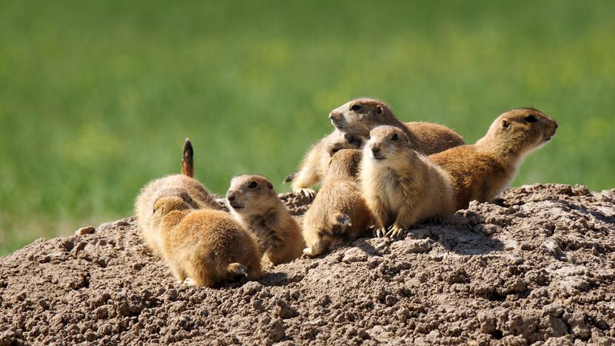 Im Bild: Präriehunde.