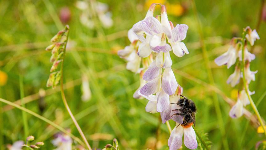 Im Bild: Bergwaldhummel.