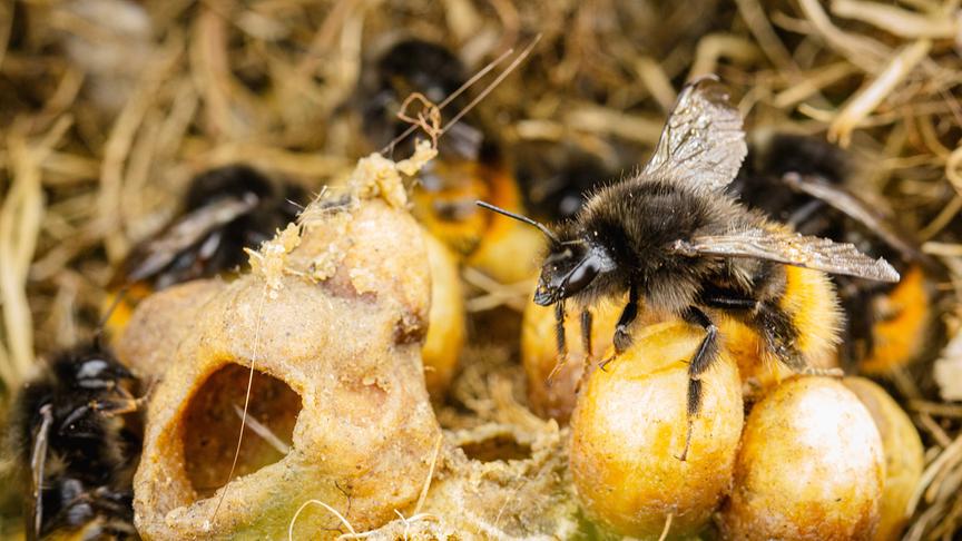 Im Bild: Bergwaldhummeln im Nest.