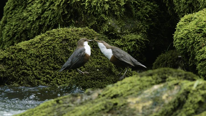 Im Bild: Wasseramseln.