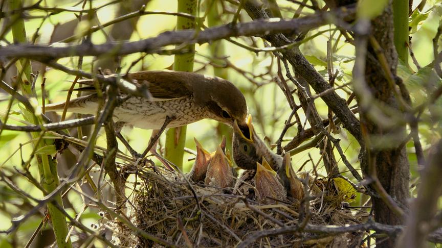 Im Bild: Neuntöter.