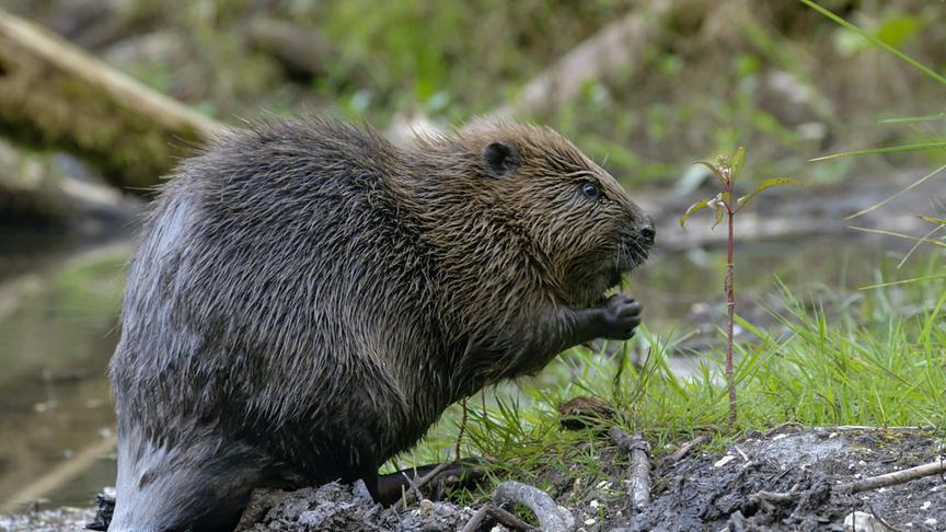 Im Bild: Biber.