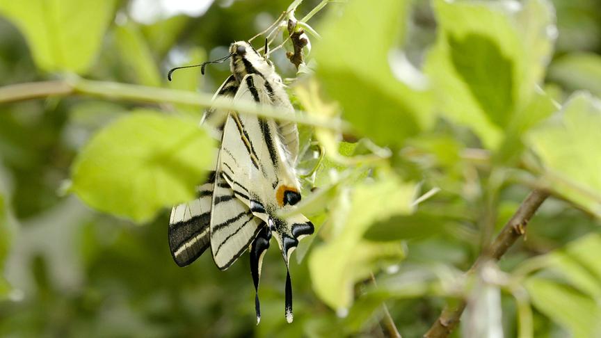 Im Bild: Segelfalter.