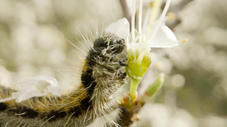 Im Bild: Raupe eines Baum-Weißlings.