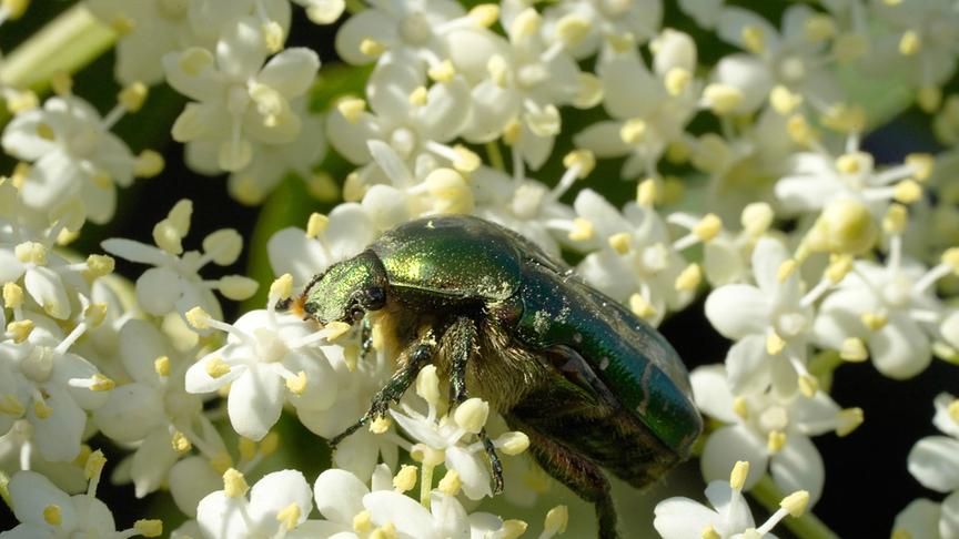 Im Bild: Rosenkäfer.