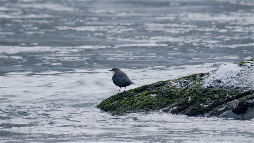 Im Bild: Wasseramsel.