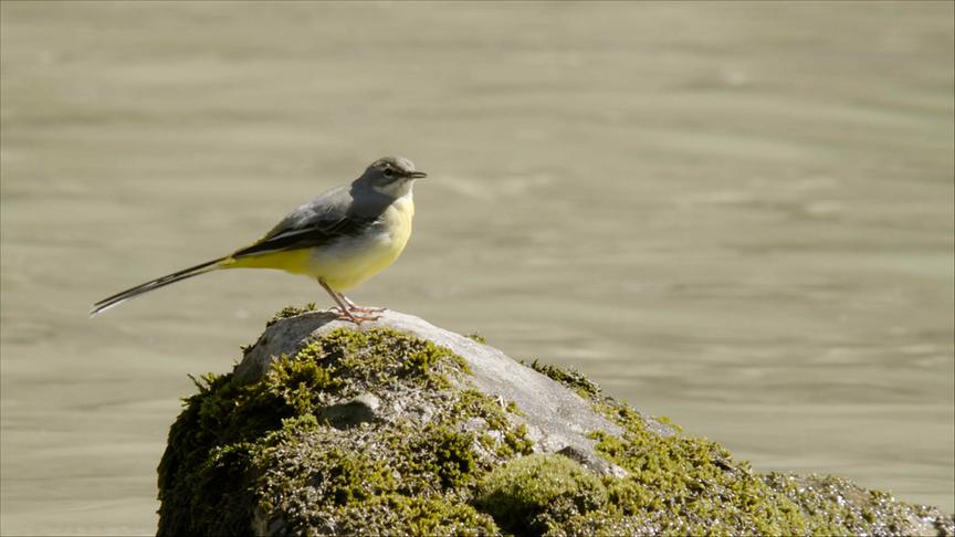 Im Bild: Gebirgsstelze.