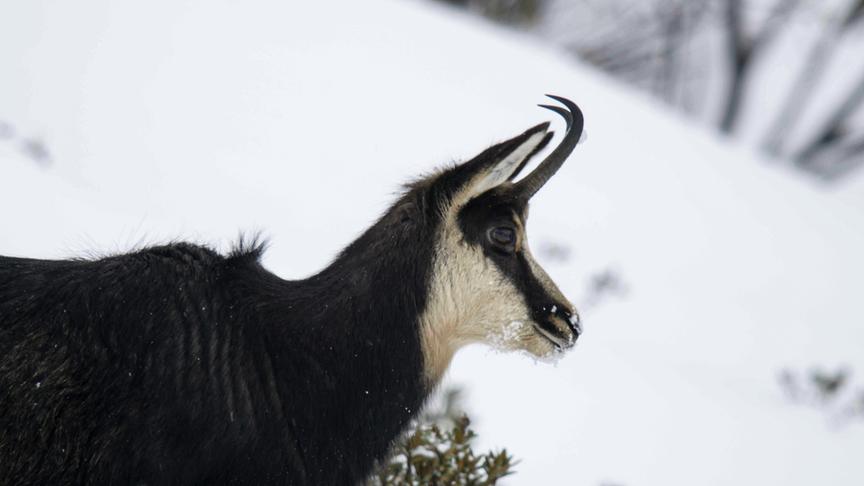 Im Bild: Gams.