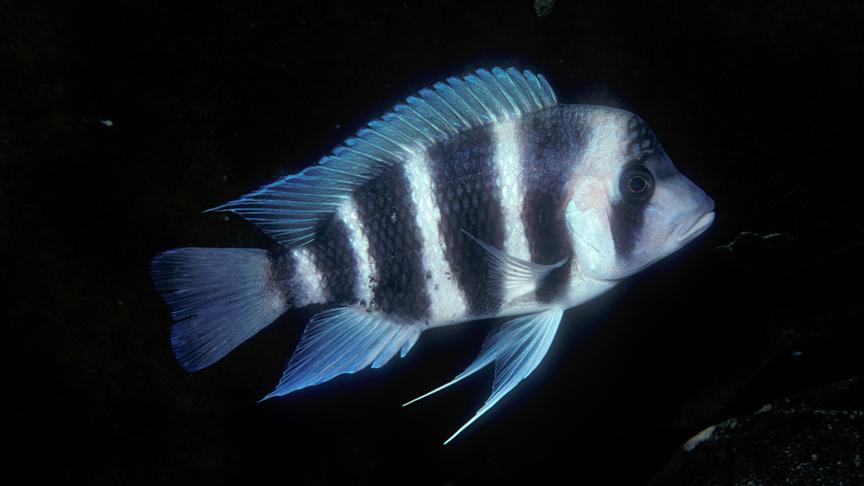 Im Bild: Buntbarsch, Tanganjikasee.