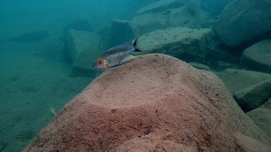 Im Bild: Buntbarsch, Tanganjikasee.