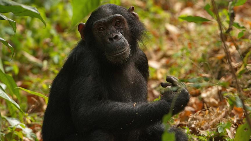 Im Bild: Schimpansen, Mahale Nationalpark Tansania.