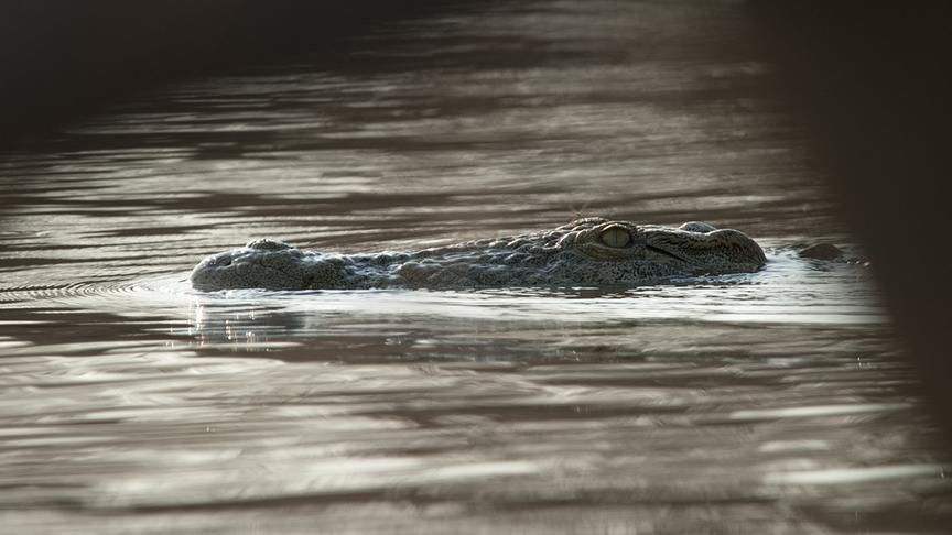 Im Bild: Nilkrokodil, Nsumbu Nationalpark, Sambia.