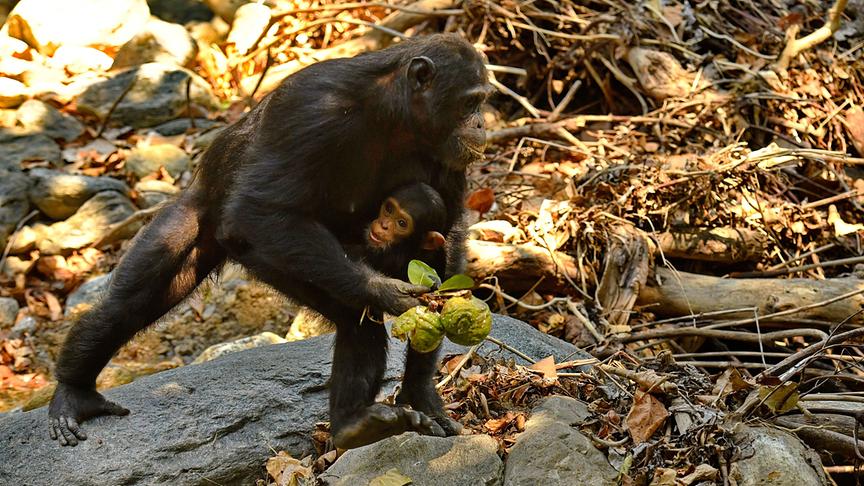 Im Bild: Schimpansen, Mahale Nationalpark Tansania.