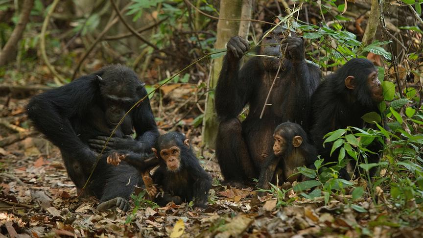 Im Bild: Schimpansen, Mahale Nationalpark Tansania.