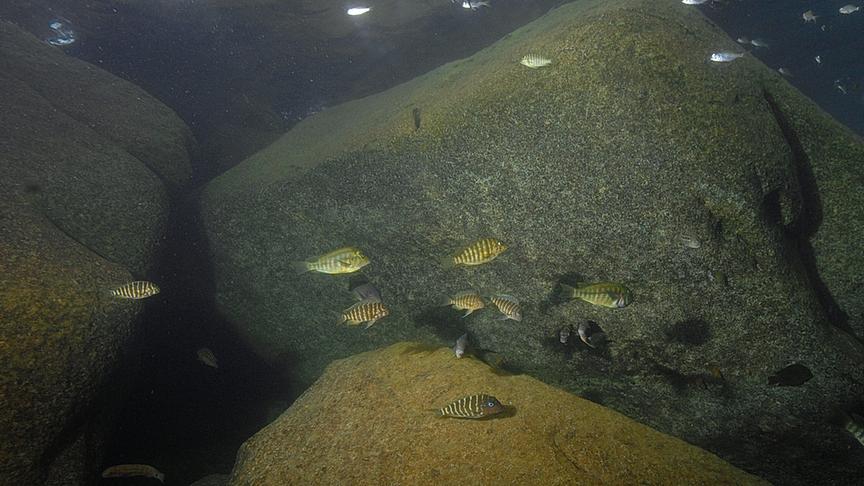 Im Bild: Buntbarsche, Mahale, Tanganjikasee.