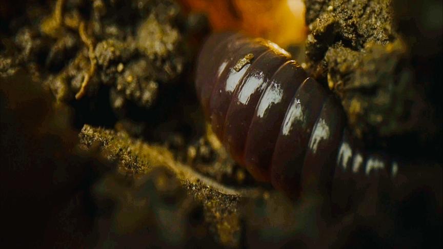 © ORF/DOCLAND YARD-BIGLO PRODUCTIONS Im Bild: Regenwurm unter der Erde.