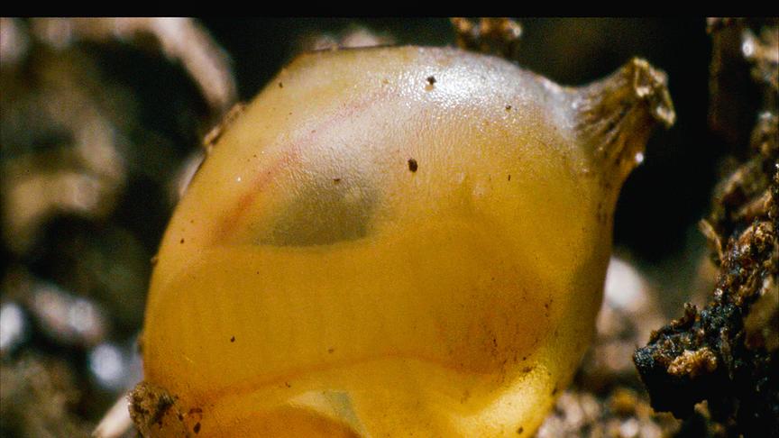 © ORF/DOCLAND YARD-BIGLO PRODUCTIONS Im Bild: Das Ei eines Regenwurms.