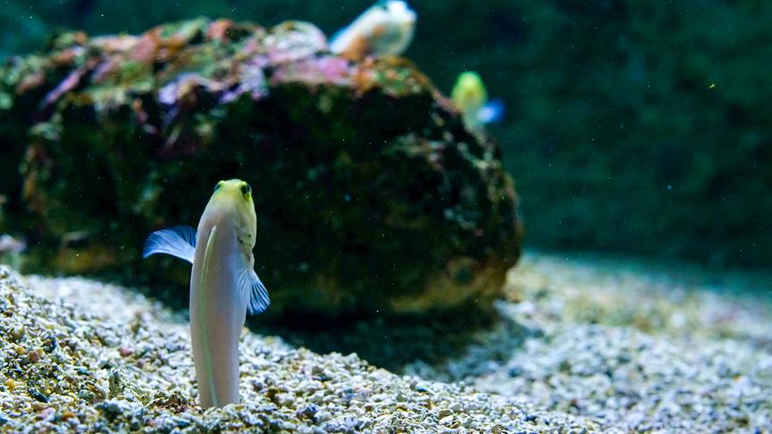 © ORF/DOCLAND YARD-BIGLO PRODUCTIONS Im Bild: Goldstirn Kieferfisch.