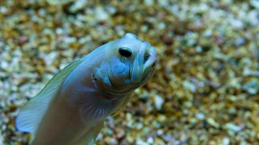 © ORF/DOCLAND YARD-BIGLO PRODUCTIONS Im Bild: Goldstirn Kieferfisch mit Eiern im Maul.