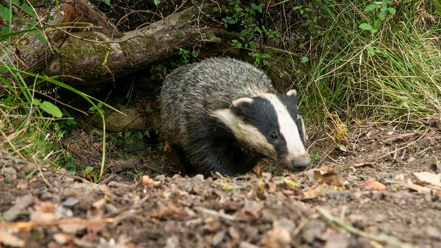 © ORF/DOCLAND YARD-BIGLO PRODUCTIONS Im Bild: Dachs beim Verlassen seines Baus.