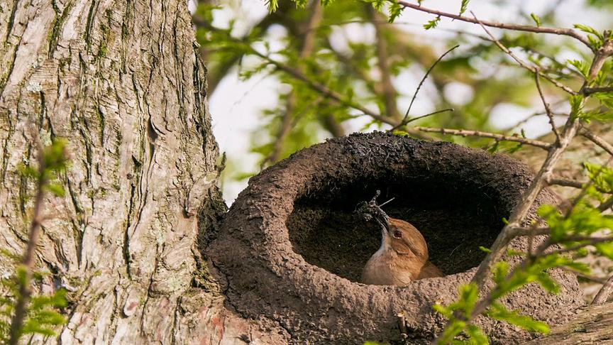 © ORF/DOCLAND YARD-BIGLO PRODUCTIONS Im Bild: Rosttöpfer (Rufous Hornero) in seinem Nest mit Baumaterialien im Schnabel.