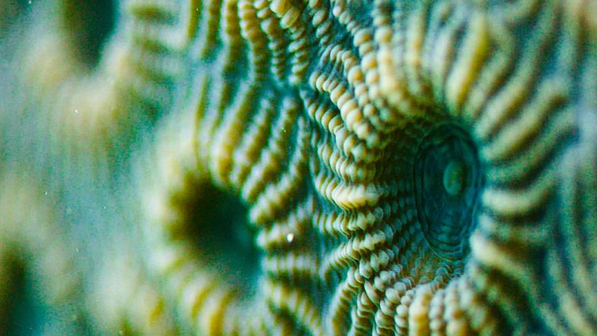 © ORF/DOCLAND YARD-BIGLO PRODUCTIONS Im Bild: Nahaufnahme einer blau-grünen Koralle.