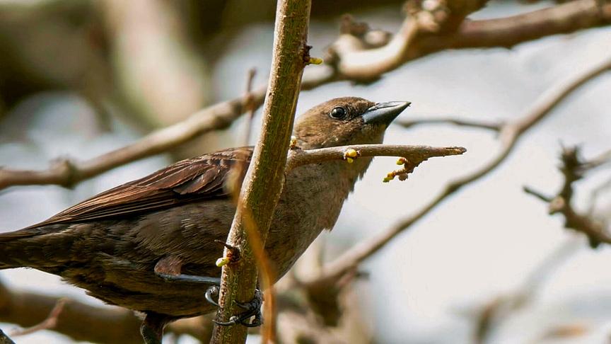 © ORF/DOCLAND YARD-BIGLO PRODUCTIONS Im Bild: Kuhstärling.