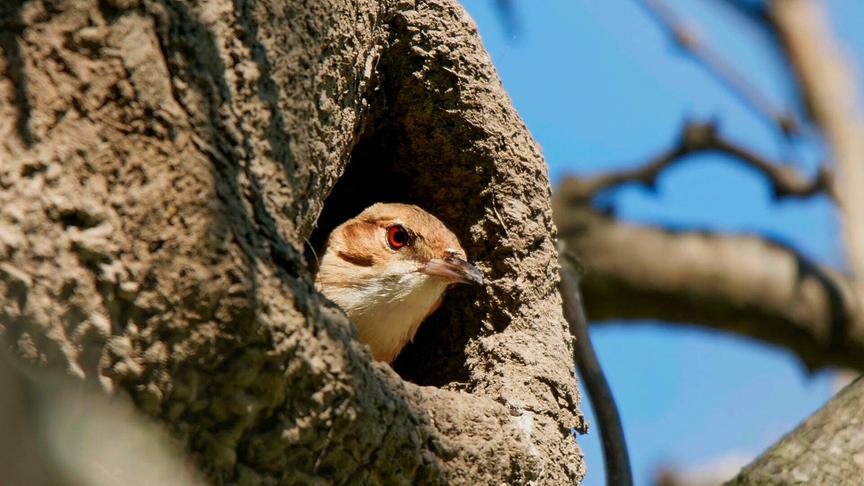 © ORF/DOCLAND YARD-BIGLO PRODUCTIONS Im Bild: Rosttöpfer (Rufous Hornero) in seinem Nest.