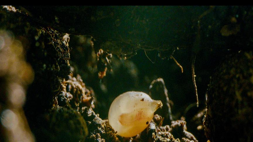 © ORF/DOCLAND YARD-BIGLO PRODUCTIONS Im Bild: Das Ei eines Regenwurms.