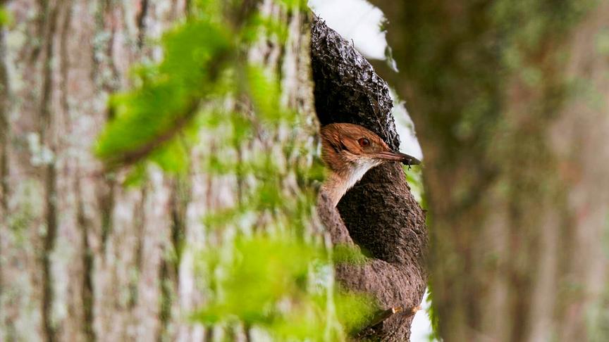 © ORF/DOCLAND YARD-BIGLO PRODUCTIONS Im Bild: Rosttöpfer (Rufous Hornero) in seinem Nest.